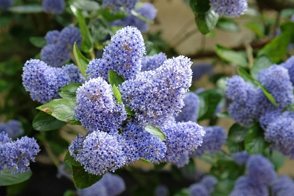 Island ceanothus tree 'Trewithen Blue' in flower